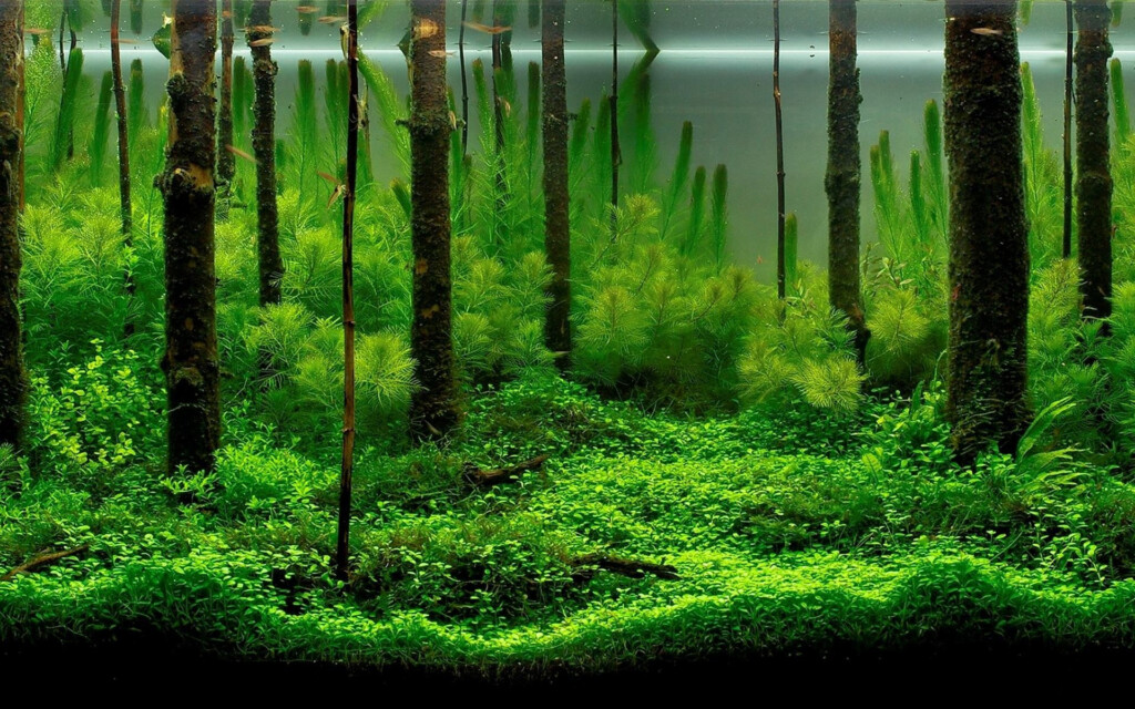 Aquarium Backgrounds Free Download