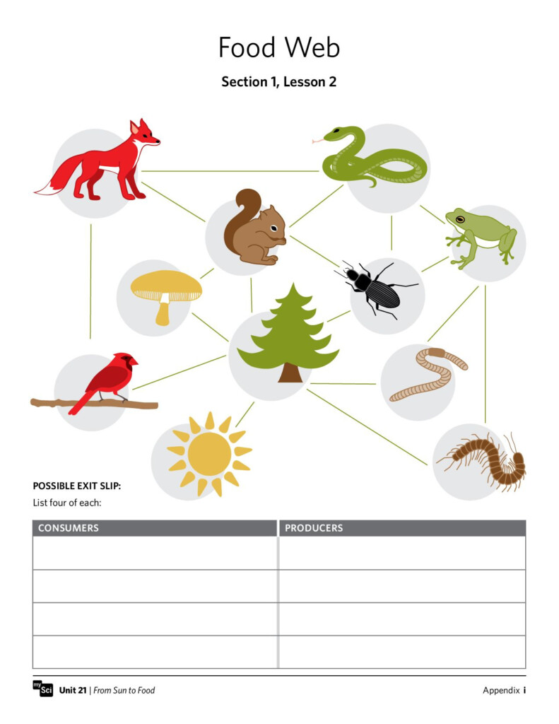 Food Chain Worksheet 3rd Grade