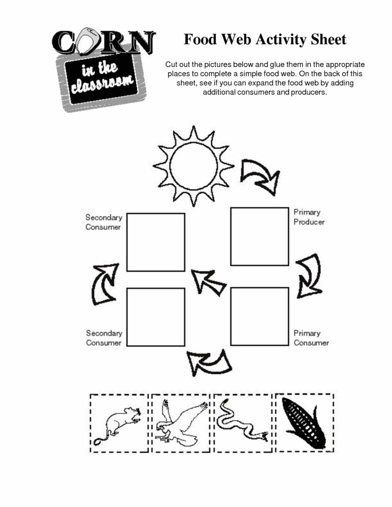 Food Webs And Food Chains Worksheet Food Chain Printable Worksheets Printable Worksheets