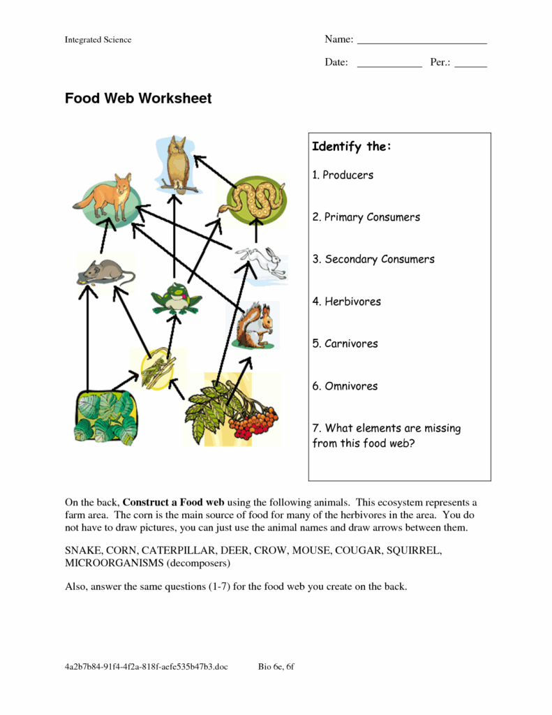 Food Webs And Food Chains Worksheet Key