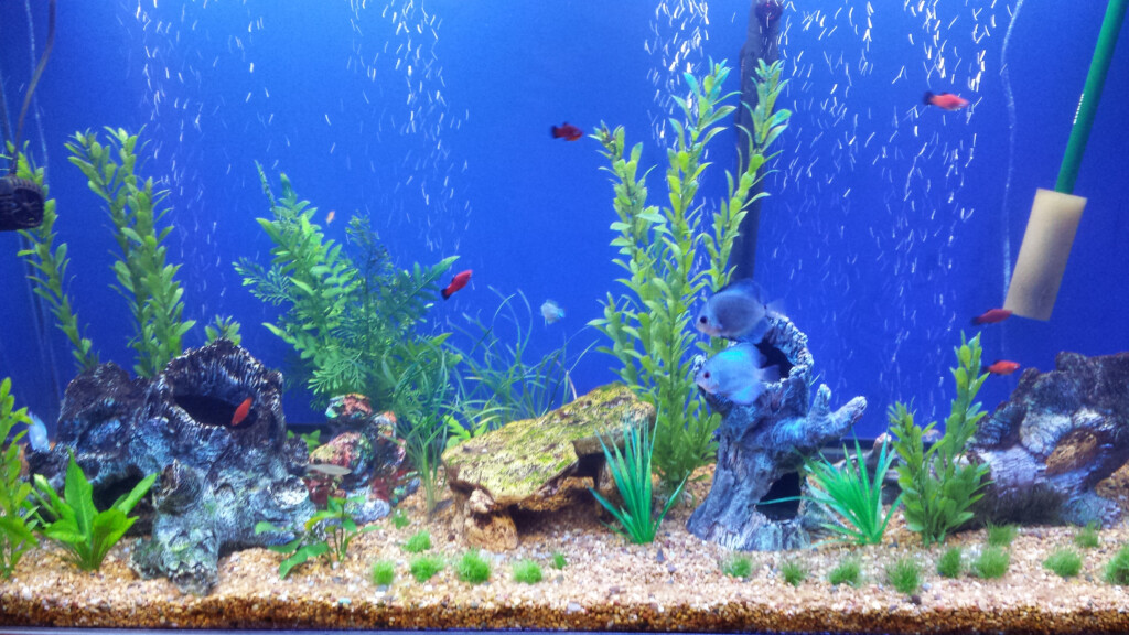  Free Download Aquarium Background Printable Hd Photos Gallery By Mitchellwood WallpaperSafari