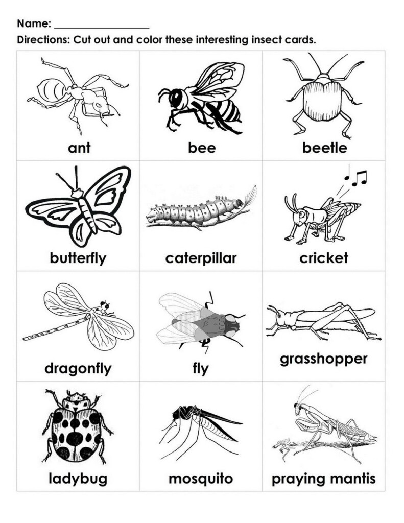 Free Handouts For Learning Insects Preschool Insects For Kids Bugs Preschool
