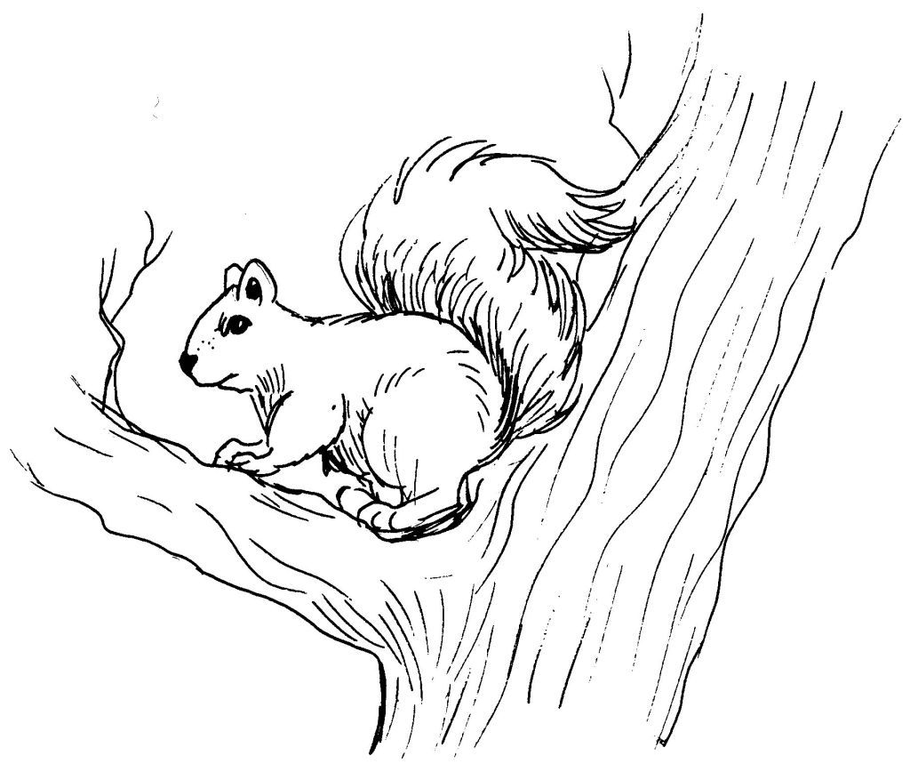 Free Printable Squirrel Coloring Pages For Kids Animal Place