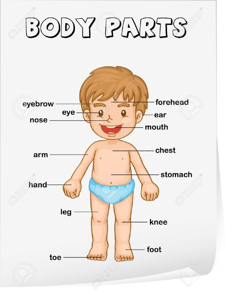 Human Body Parts Poster For Kids Anatomy Lesson Kindergarten Worksheet Pdf Vocabulary Of The