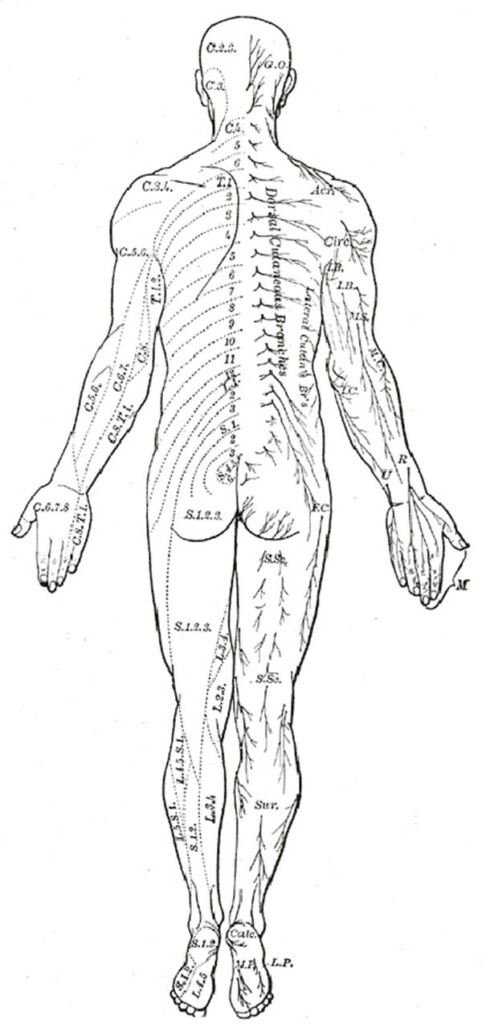 Printable Diagram Of The Human Body