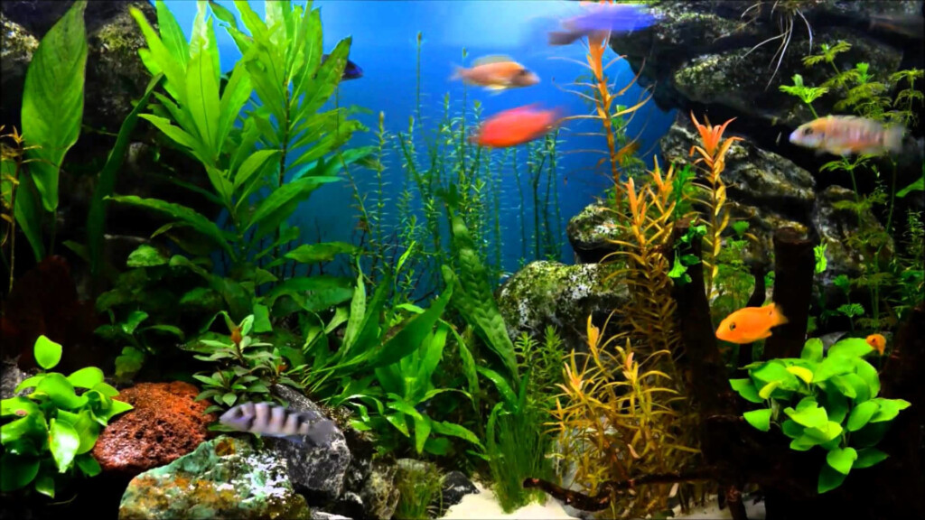 Printable Fish Tank Background