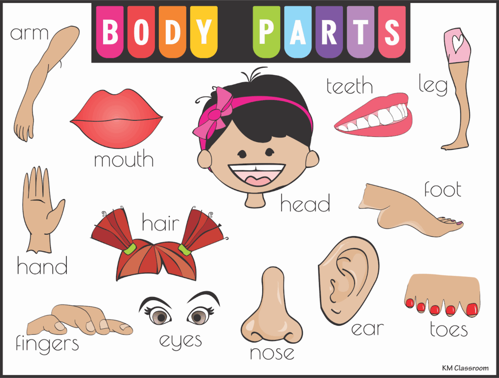 Printable Flashcards Body Parts For Kids