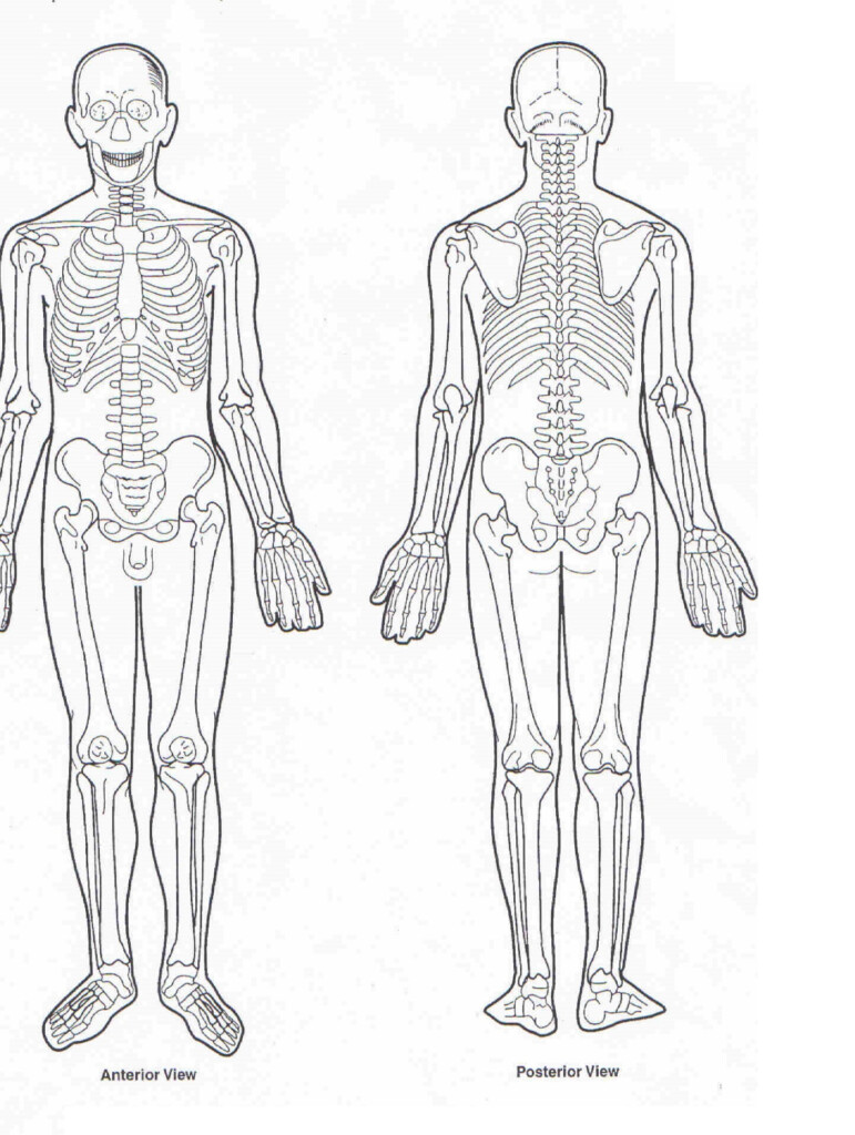 Printable Human Body Diagram Anatomy Worksheets
