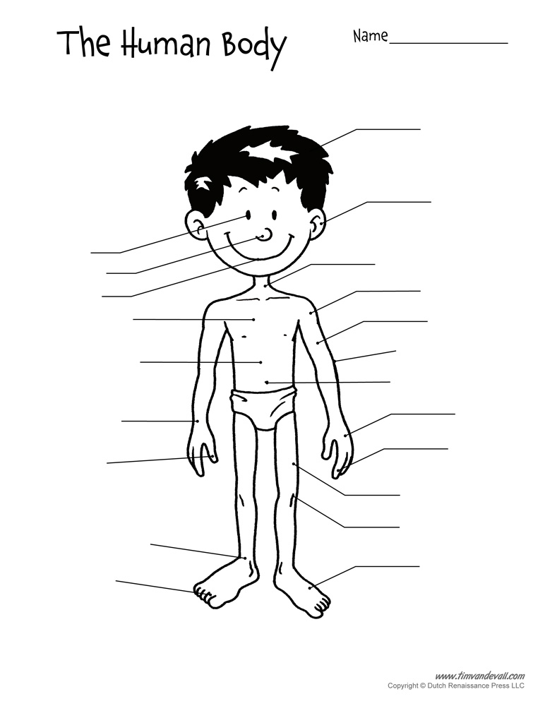 Printable Human Body Diagram Body