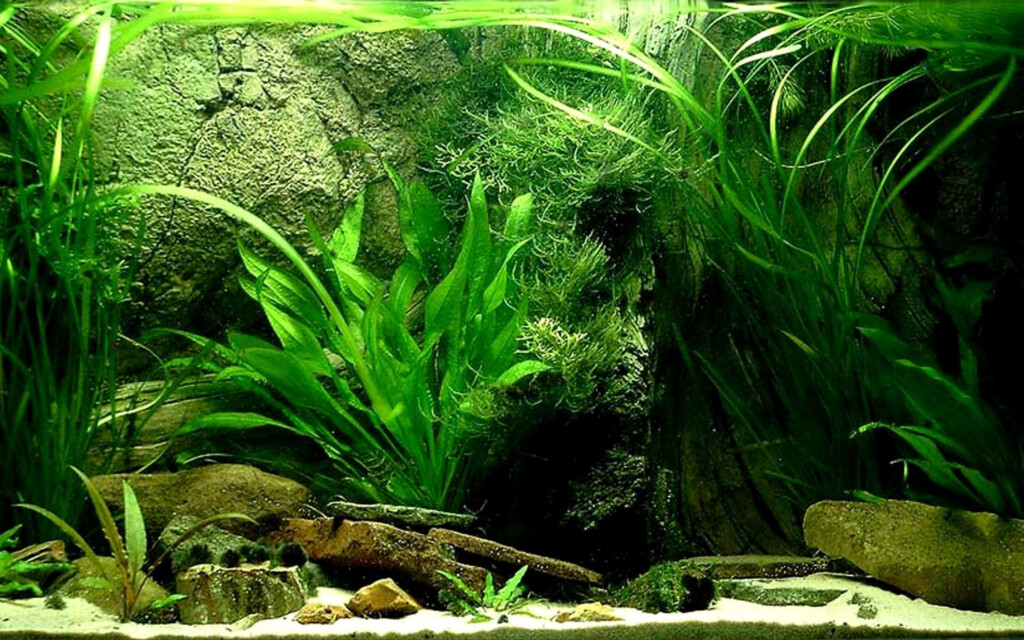Wiki Fish Tank Wallpapers Hd Pic Data Src Fish Tank Background Poster 2560x1600 Fish Tank